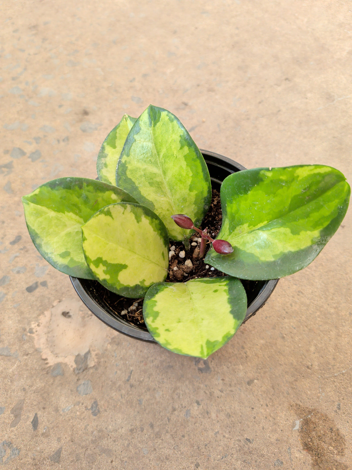 Hoya australis « Lisa »