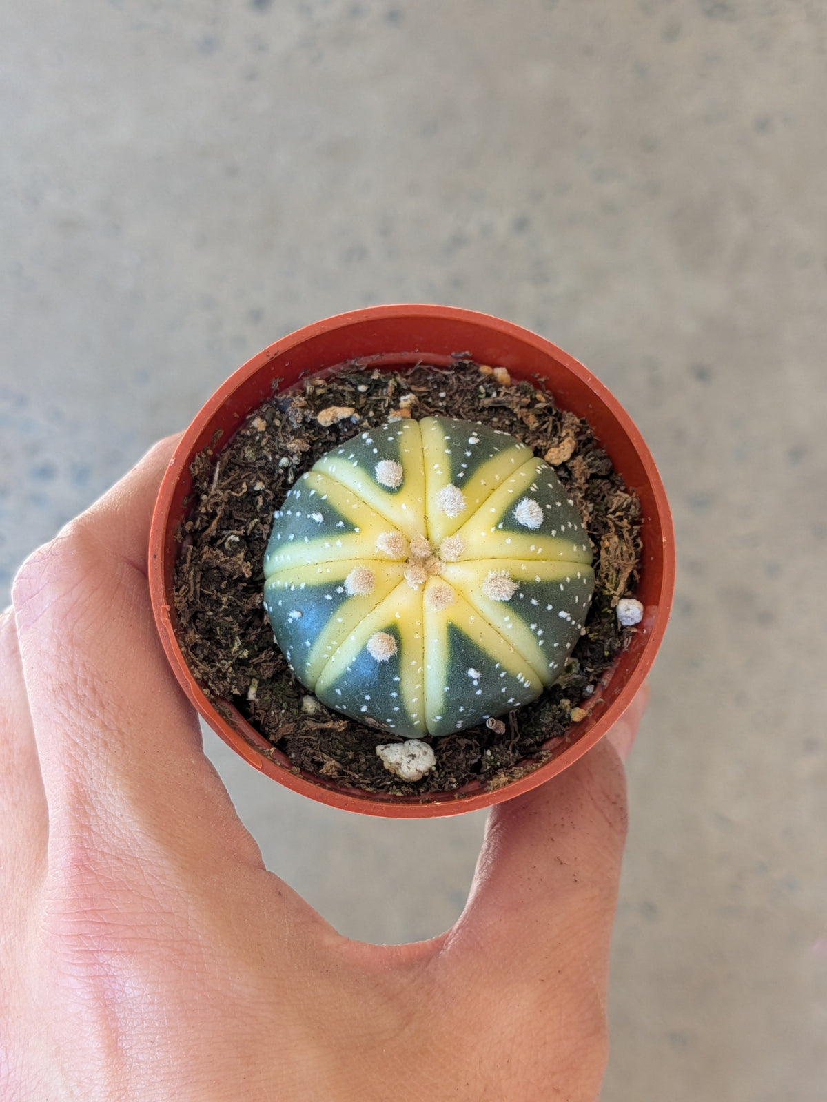 Astrophytum asterias « Nishiki »