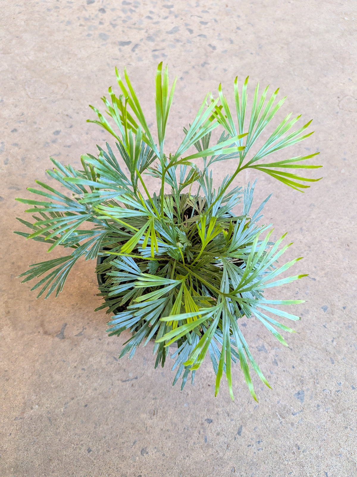 Actiniopteris Australis « Eyelash Fern »