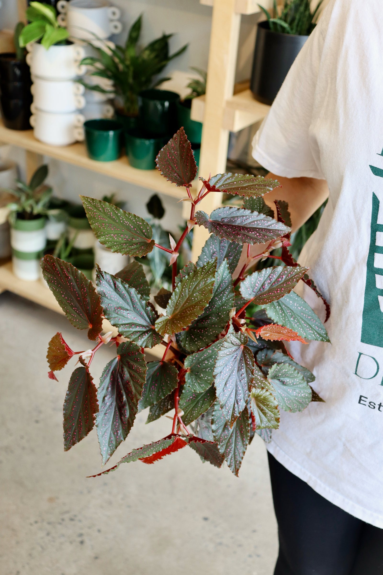 Begonia Benigo Pink