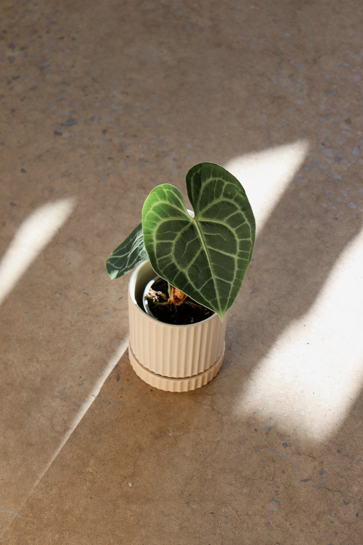 Anthurium clarinervium
