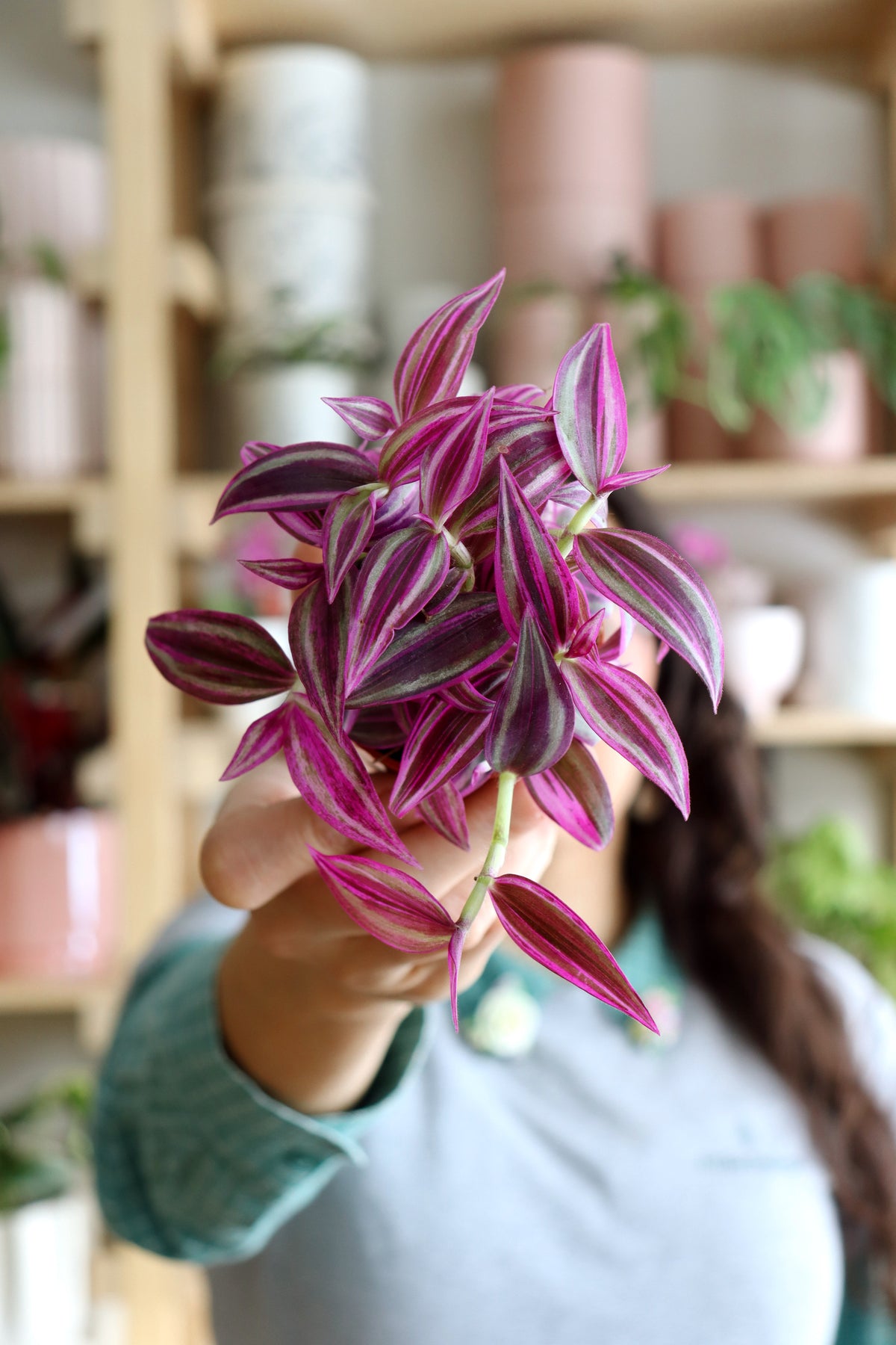 Tradescantia zebrina « pink paradise »