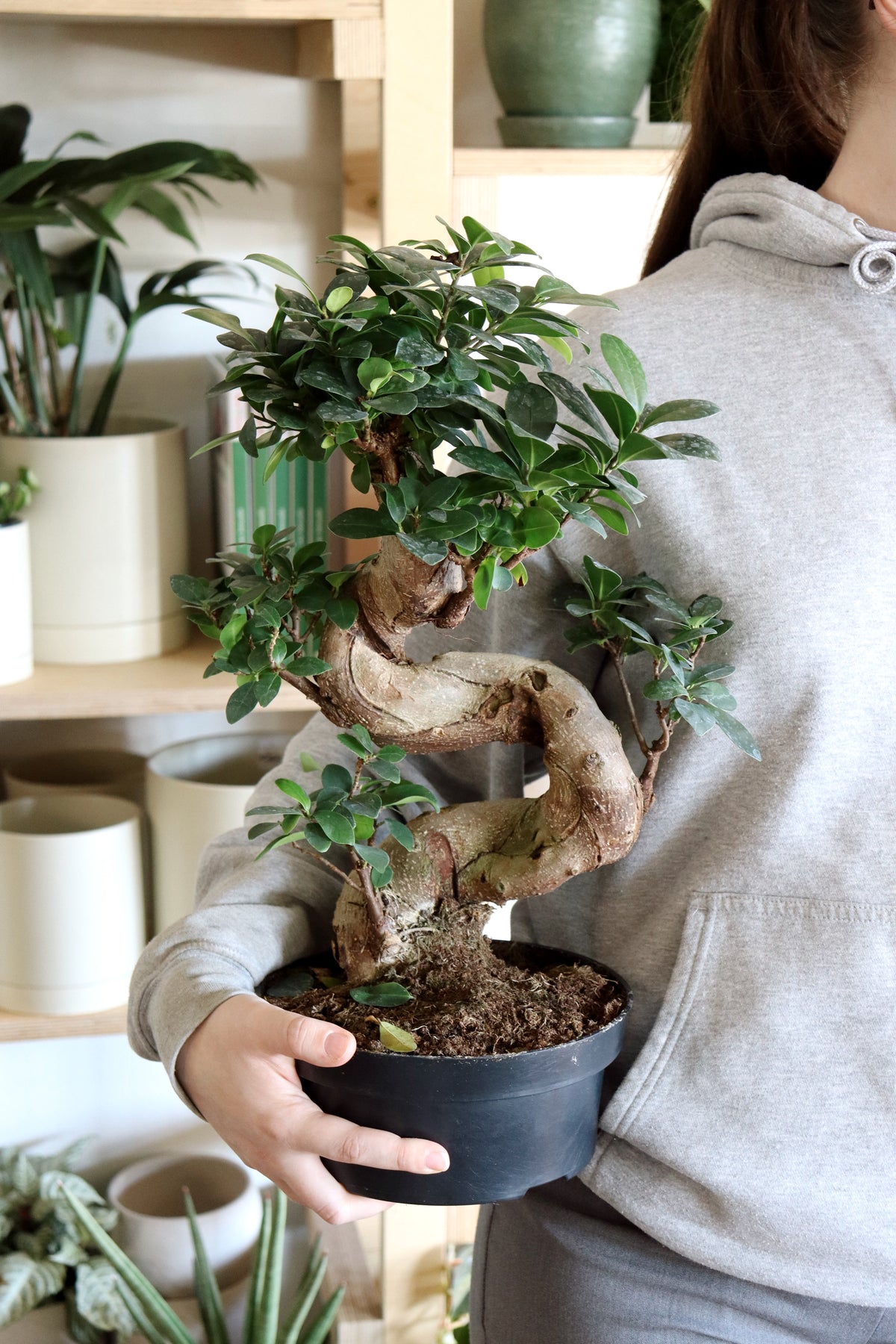 Ficus microcarpa « Ginseng »