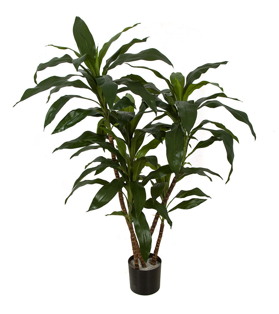 Draceana artificiel