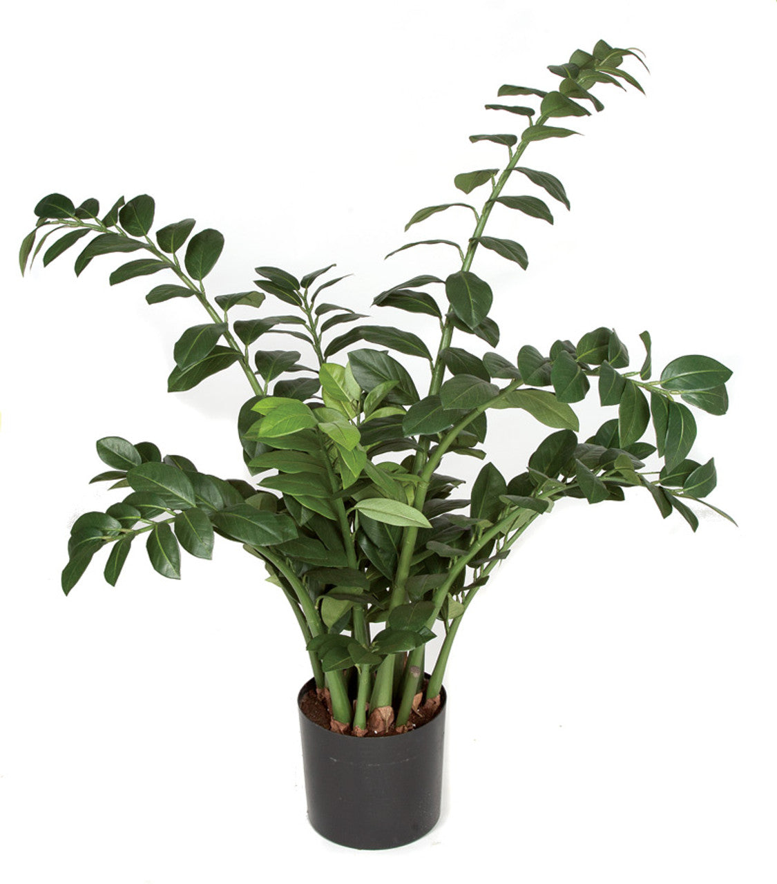 Zamioculcas Zamiifolia