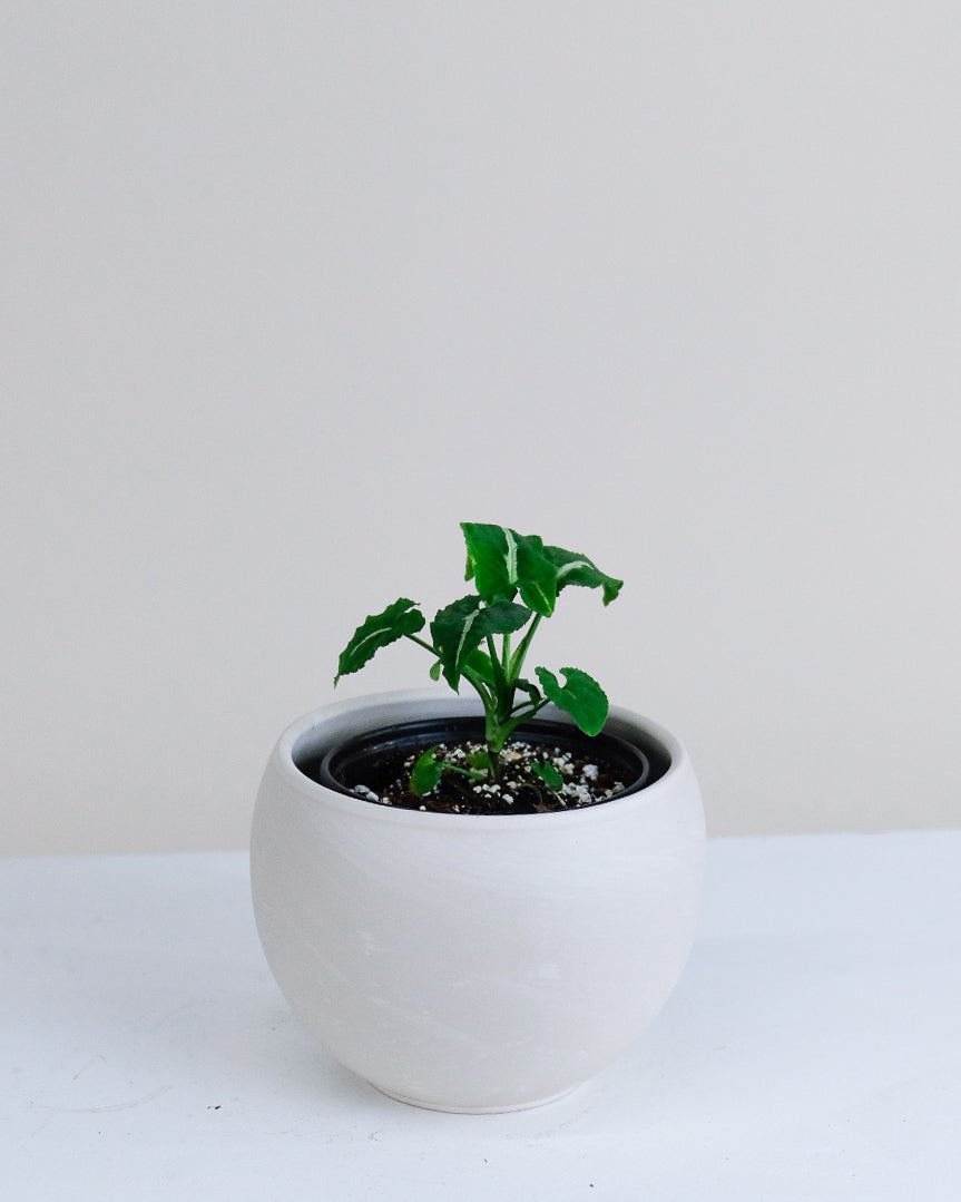 Syngonium wendlandii