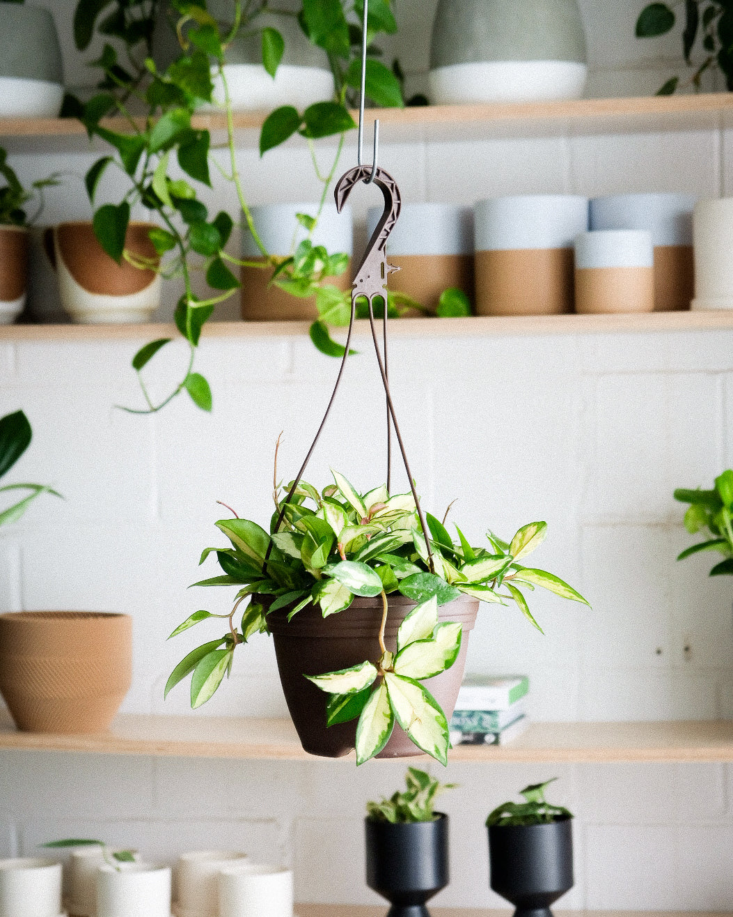 Hoya carnosa « Krimson Princess »