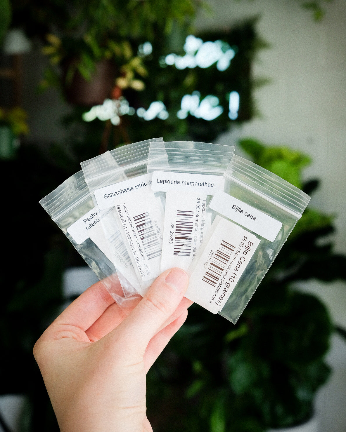 Semences pour plantes rares