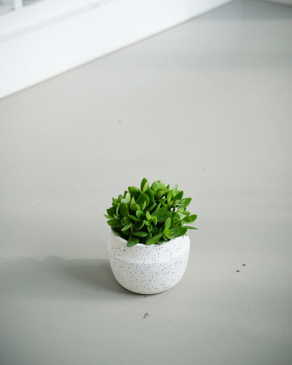 Crassula swaziensis