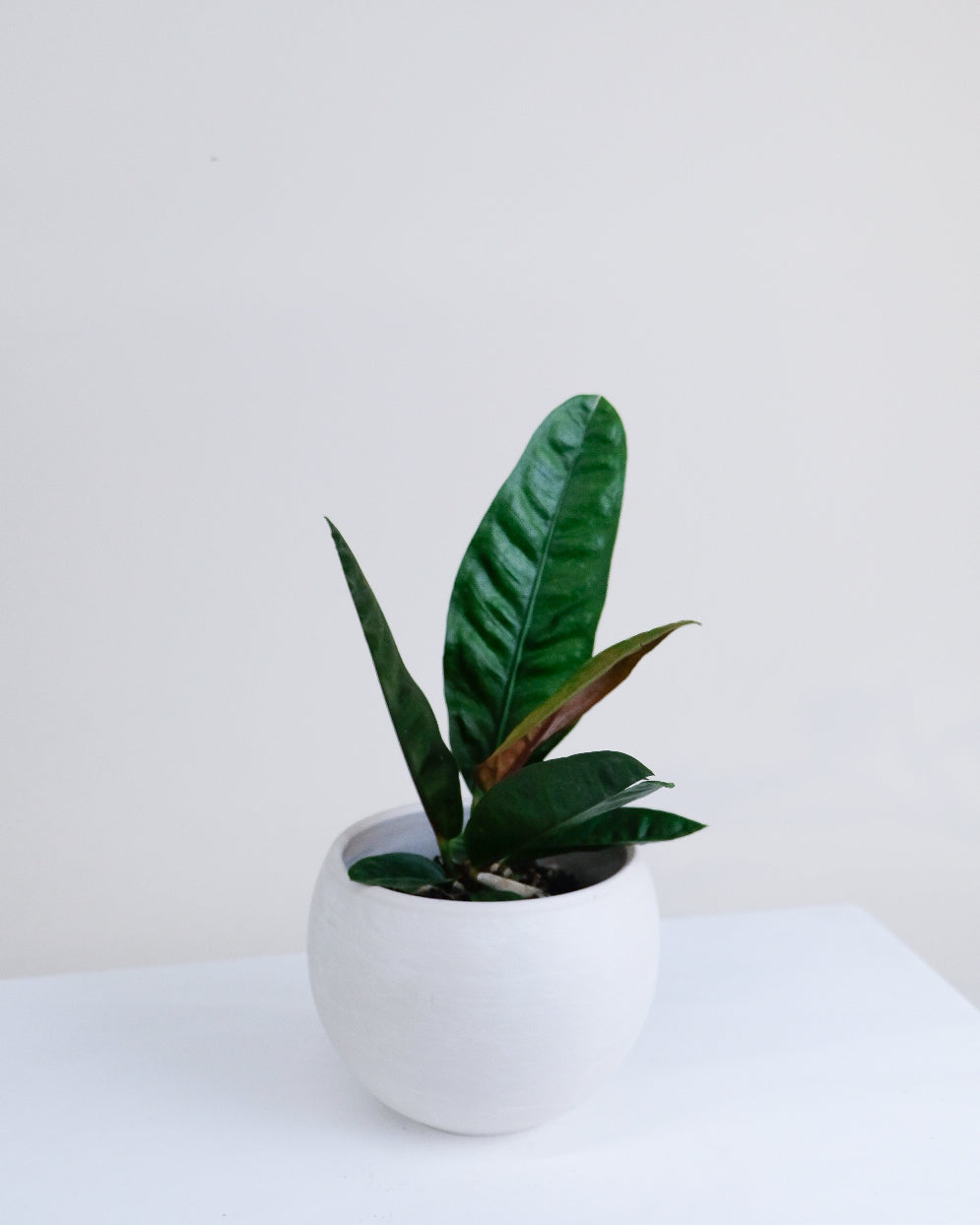 Anthurium superbum