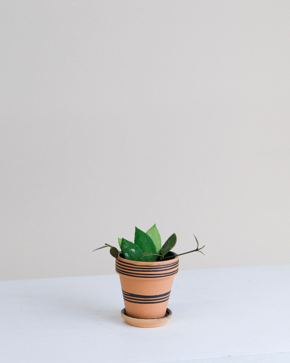 Hoya memoria Gracilis