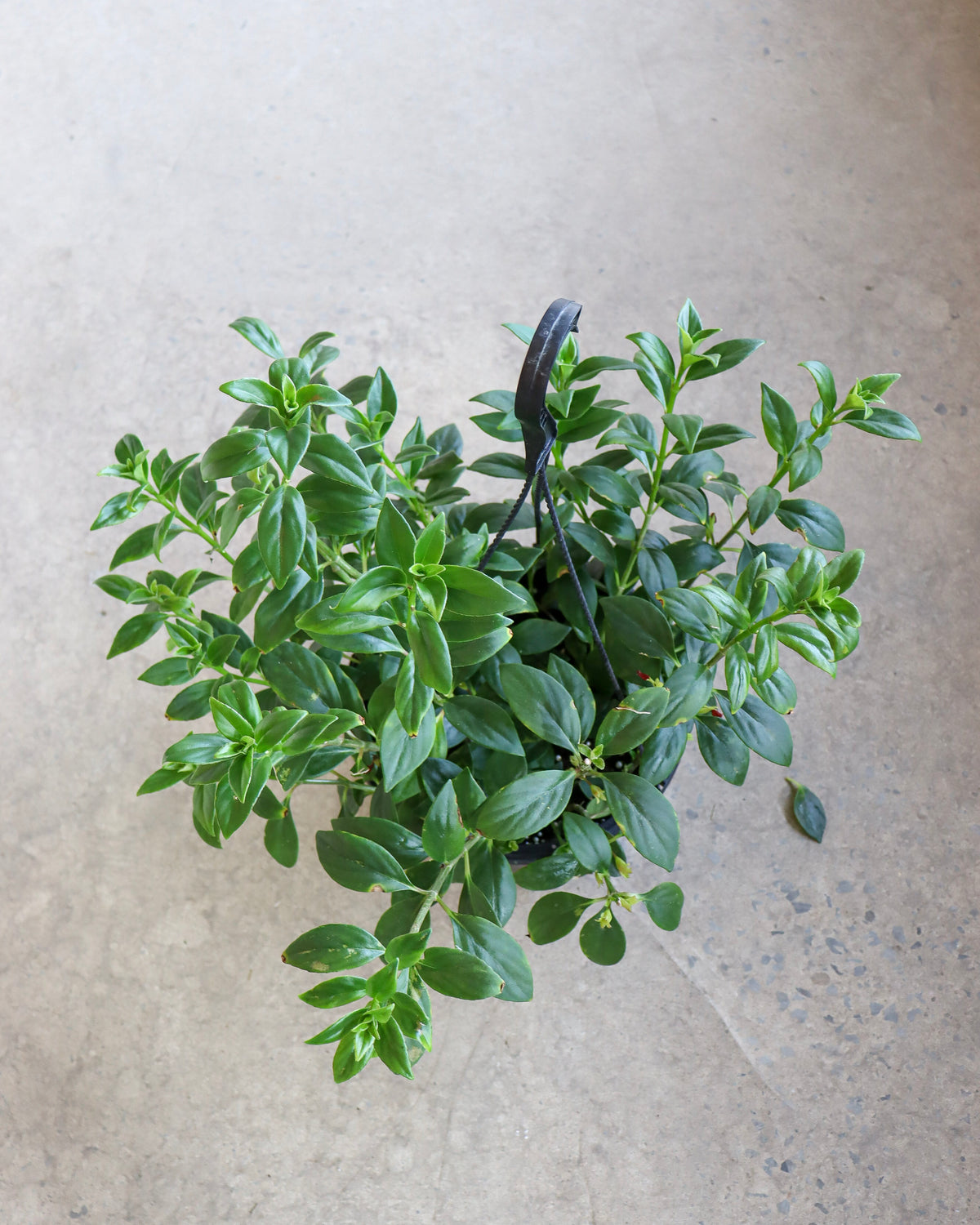 Nematanthus Tropicana