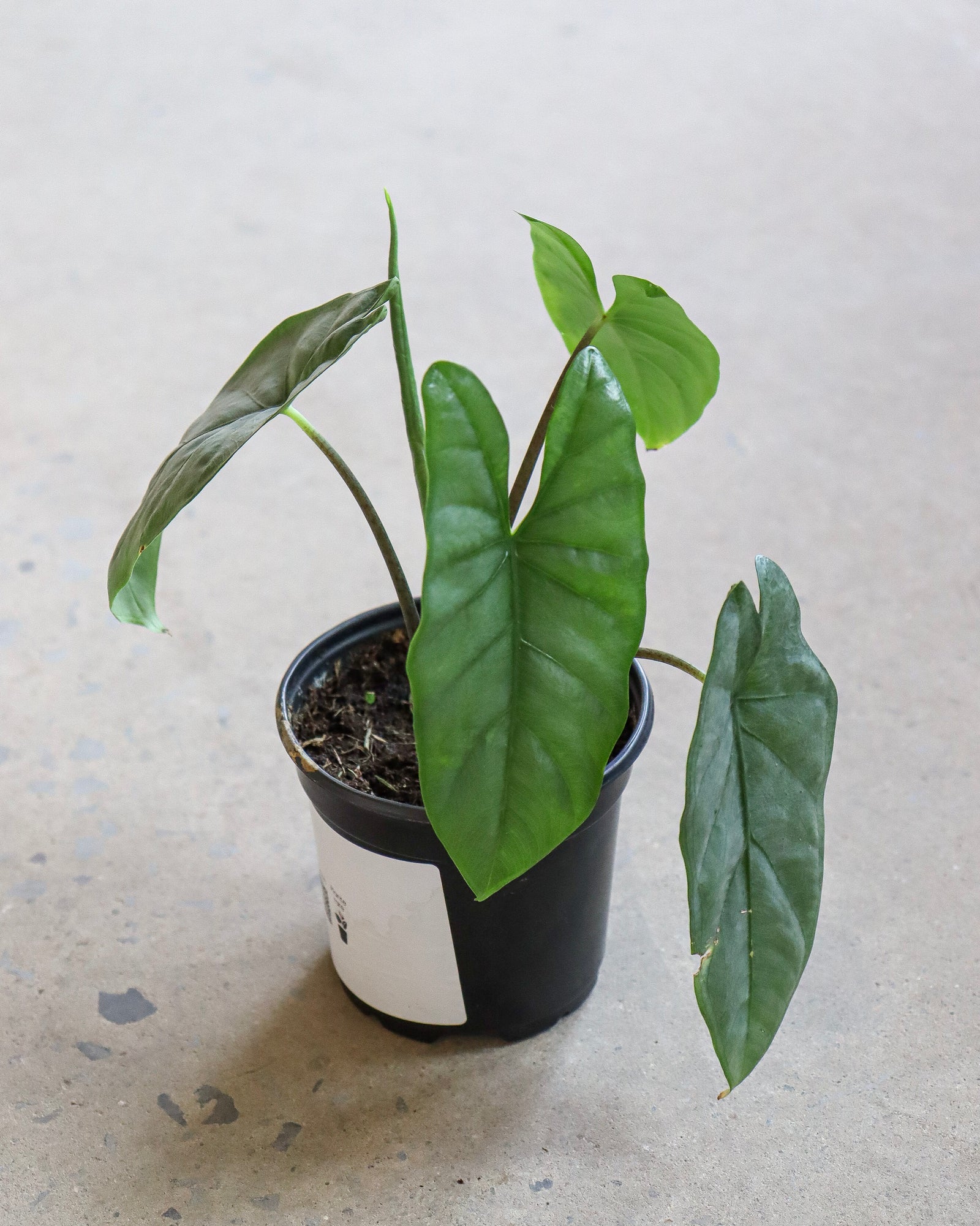 Alocasia « Corazon »