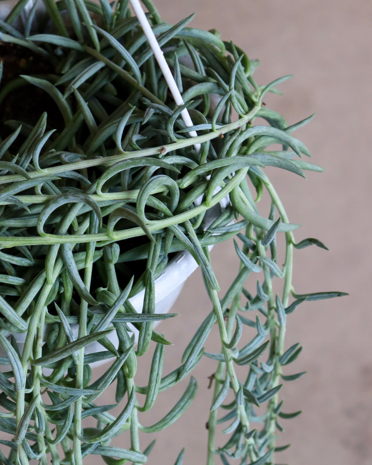 Senecio «Fish Hook»