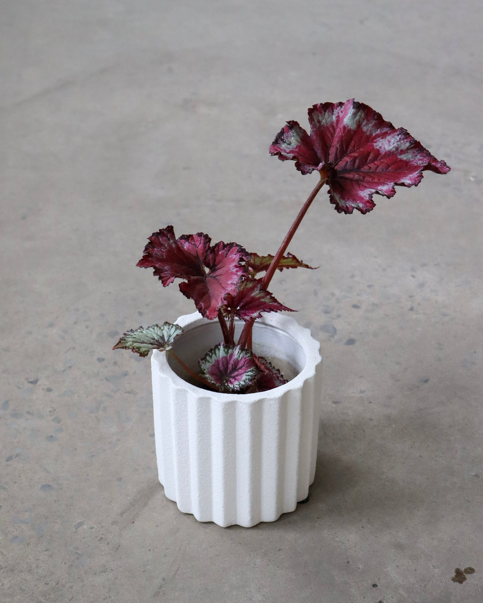 Begonia « Jurassic Pink Splash »