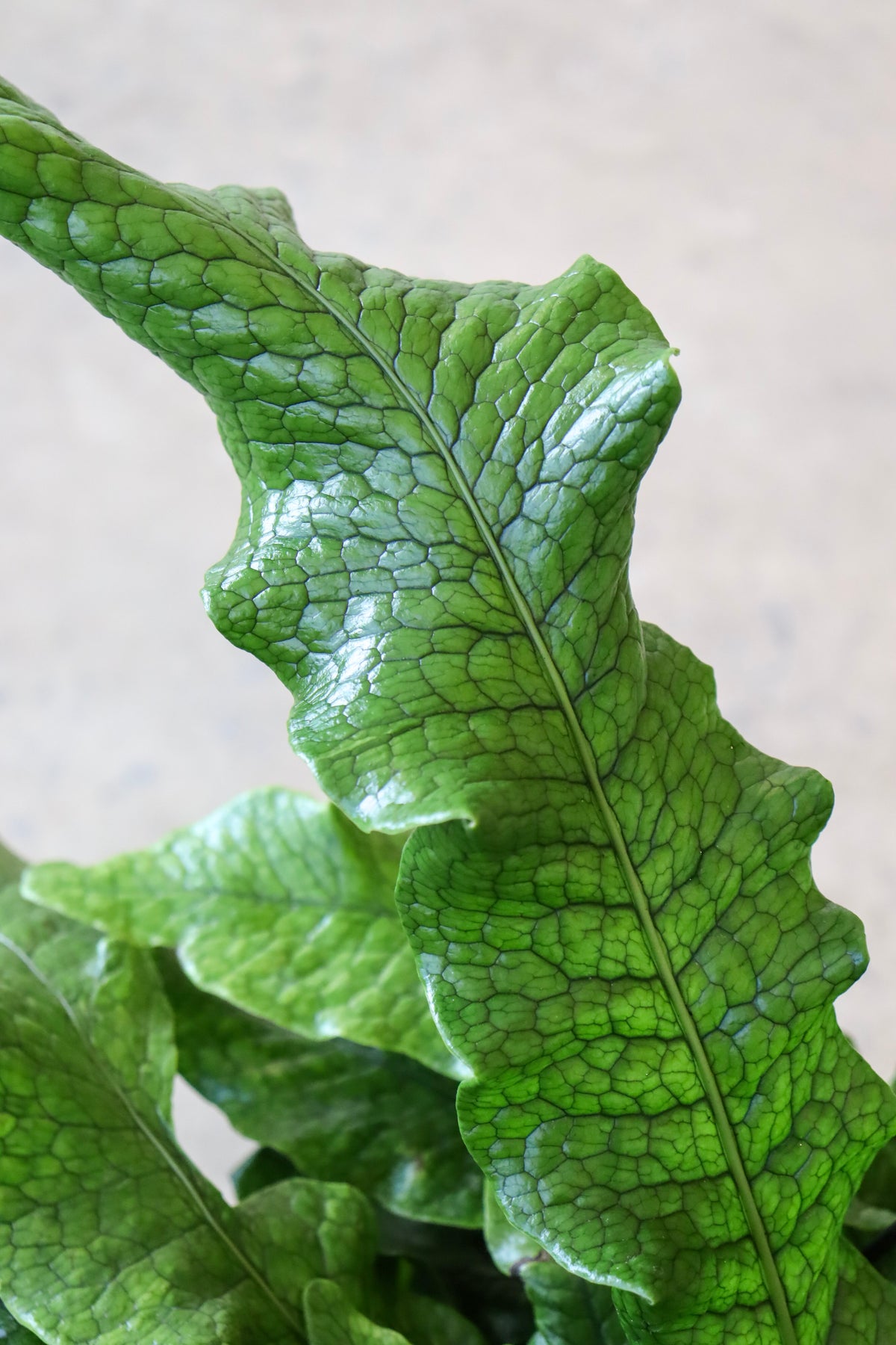 Microsorum musifolium « Fougère Crocodile »