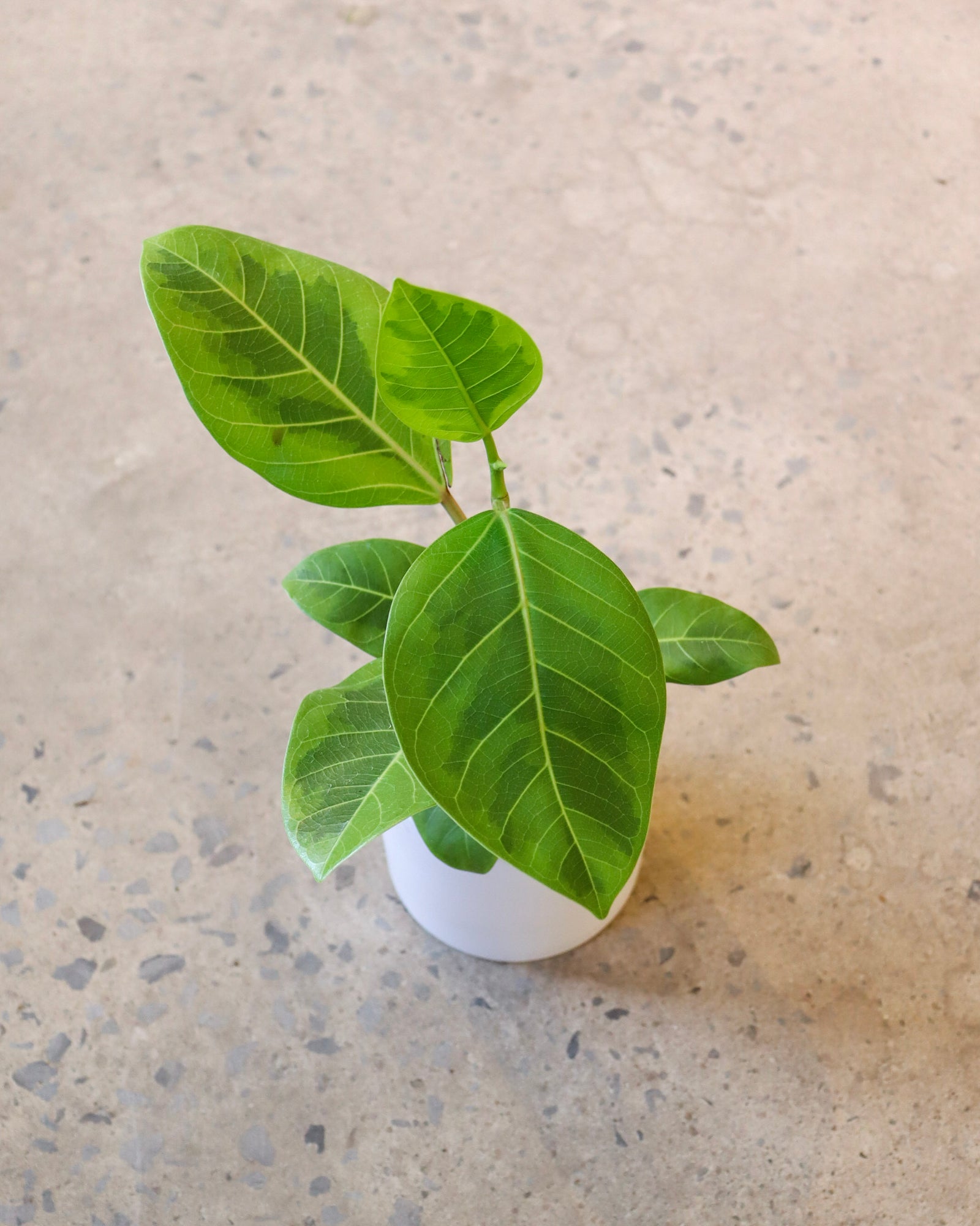 Ficus Altissima