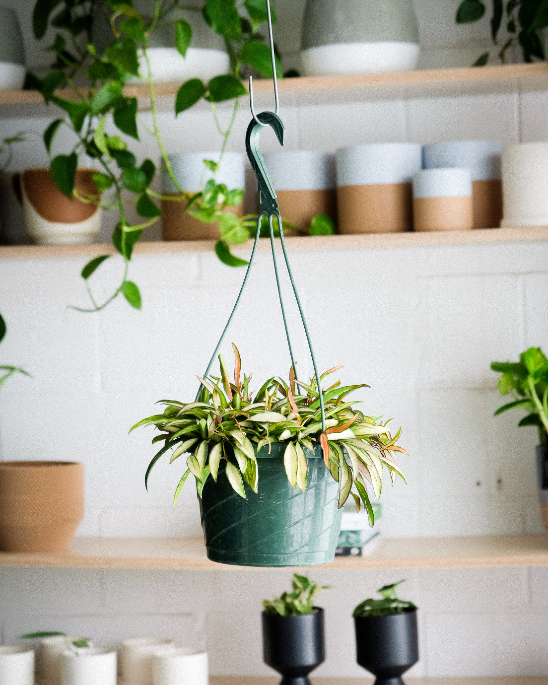Hoya wayetii « Variegata »