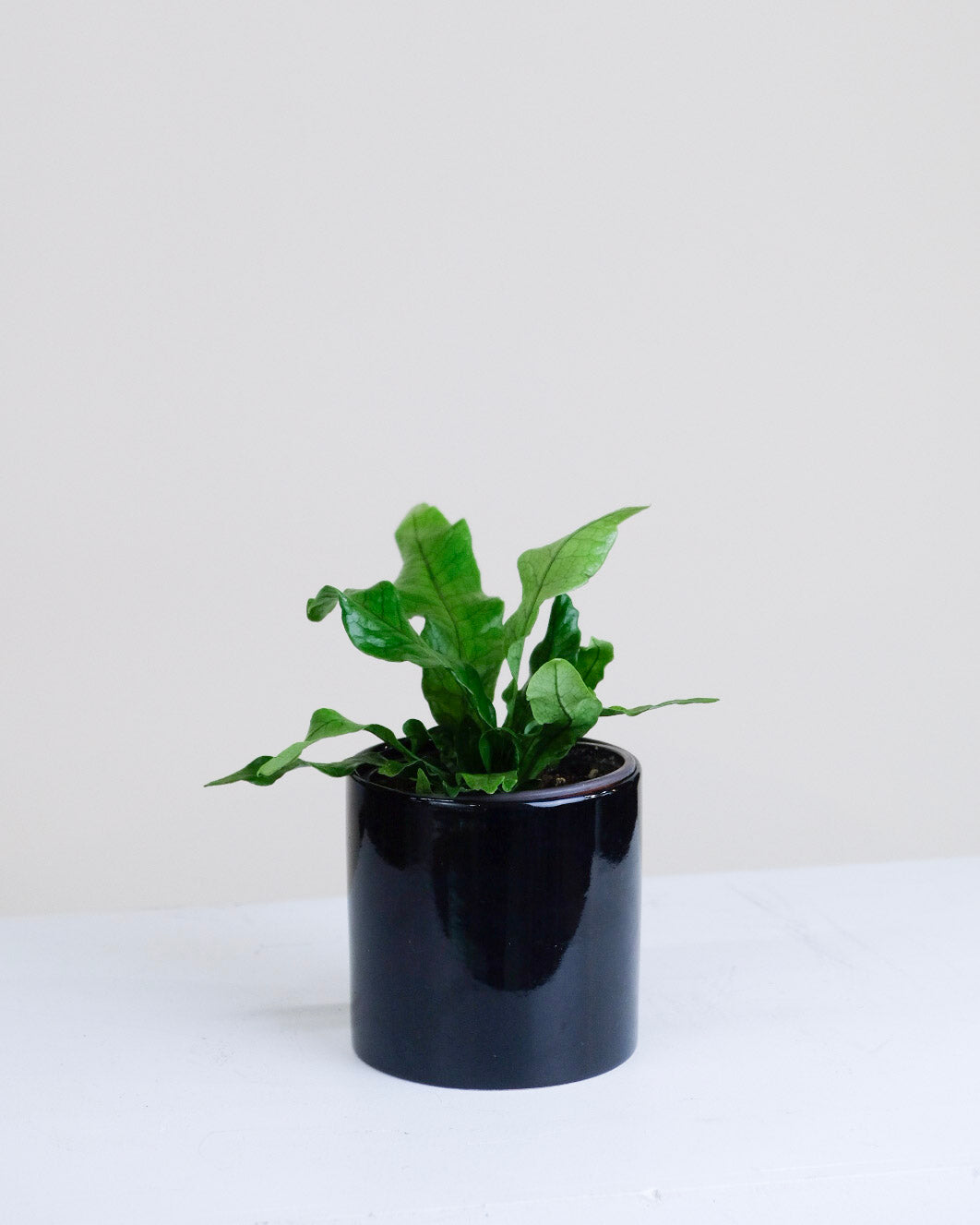 Microsorum musifolium « Fougère Crocodile »