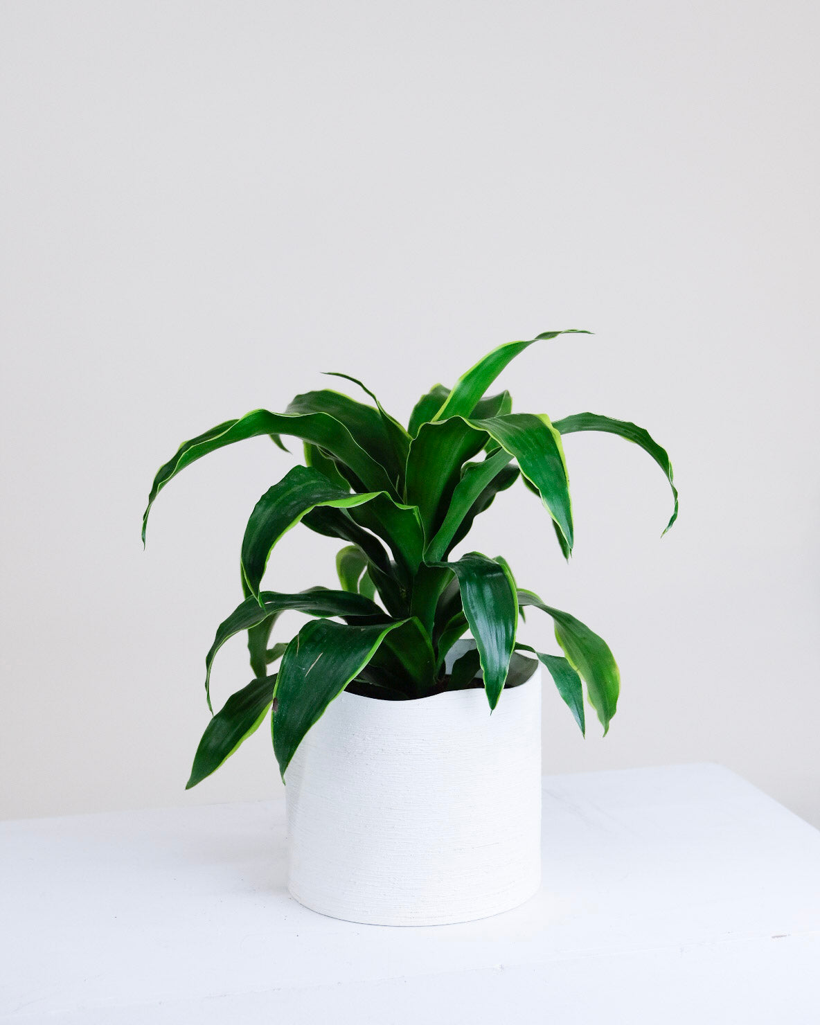 Dracaena deremensis « Dorado »