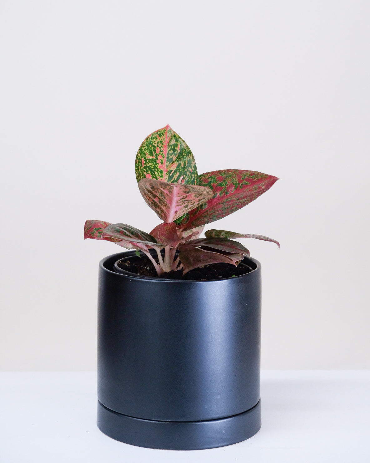 Aglaonema « Star Burst »