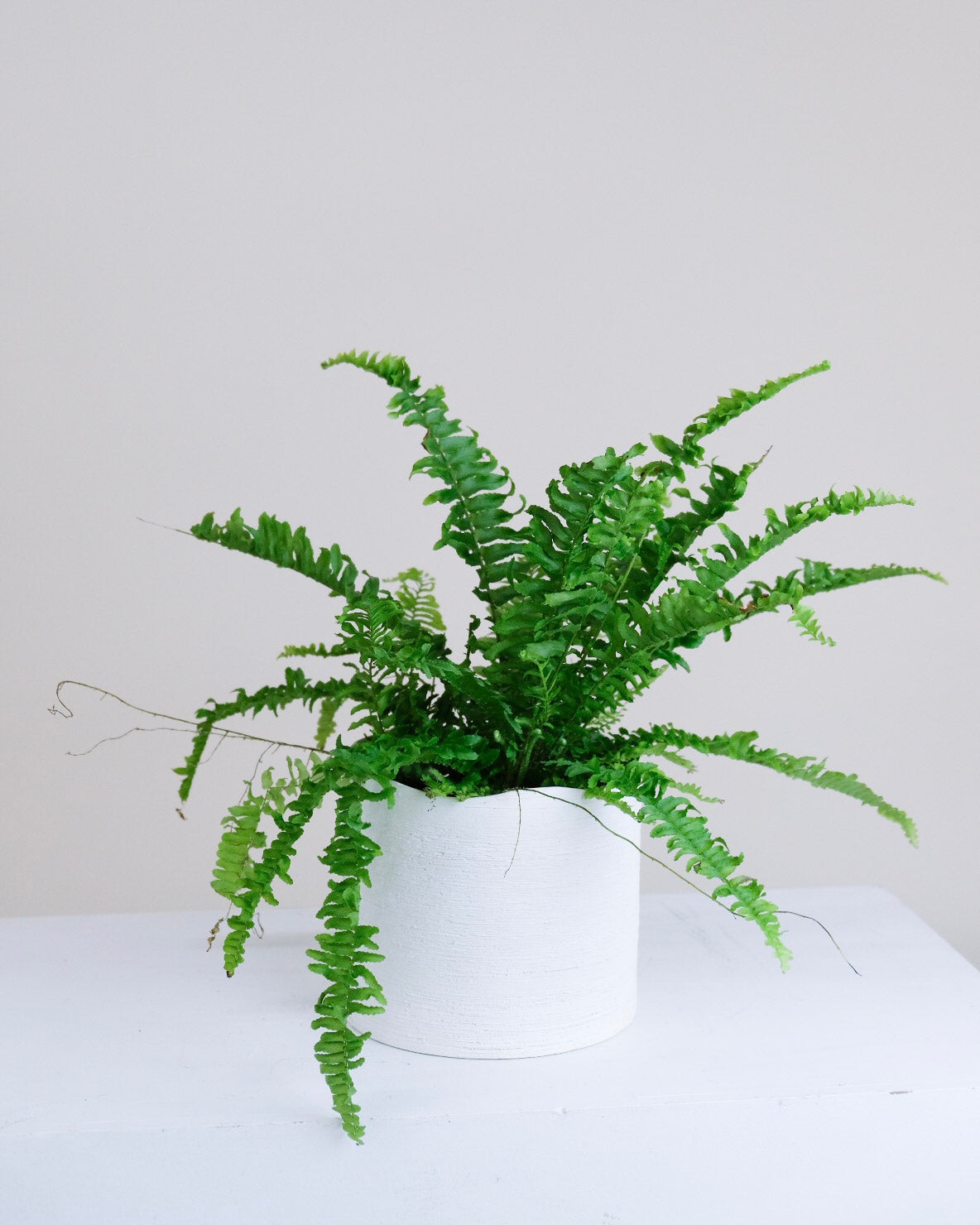 Nephrolepis exaltata « Ariane »