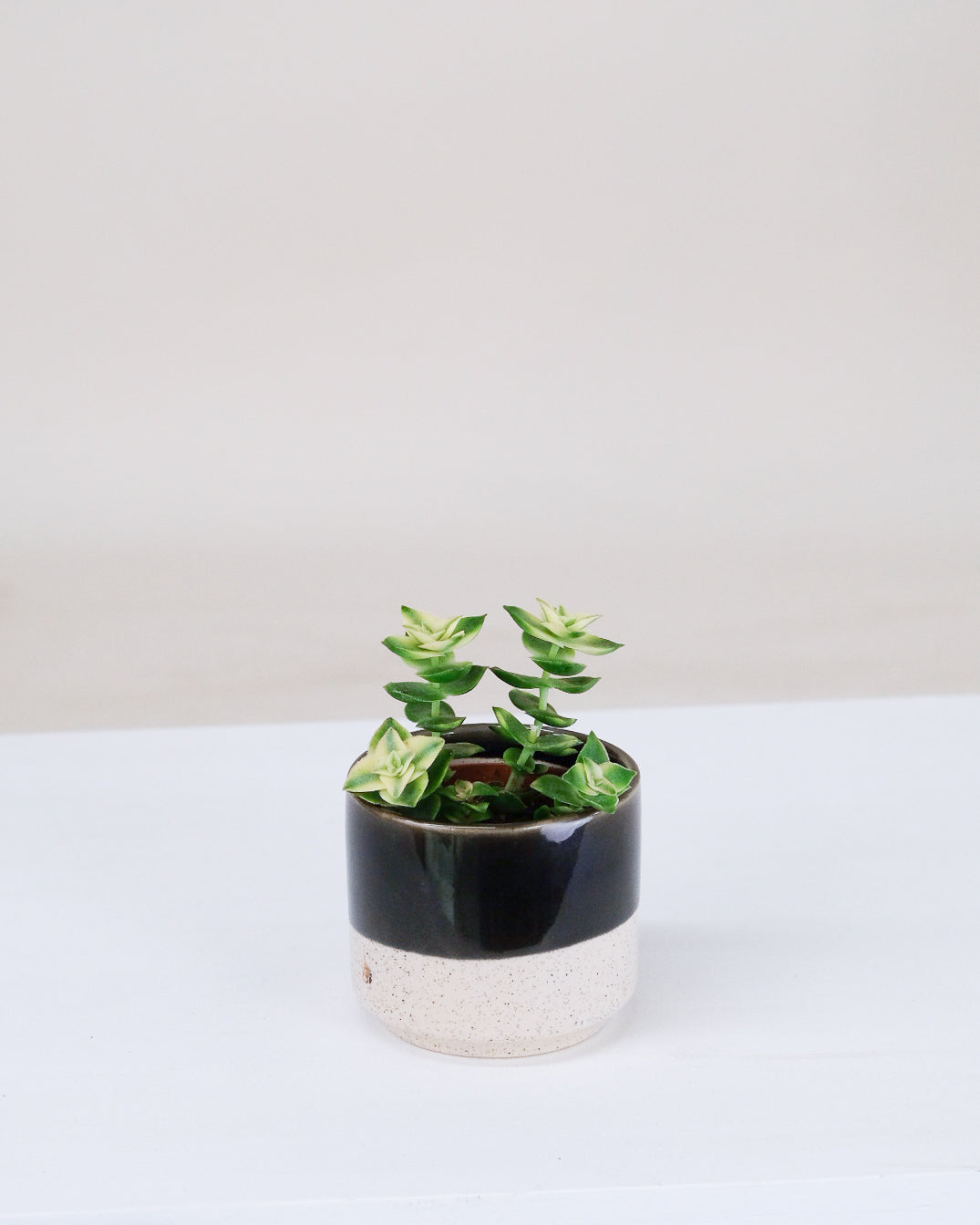 Crassula perforata « Variegata »