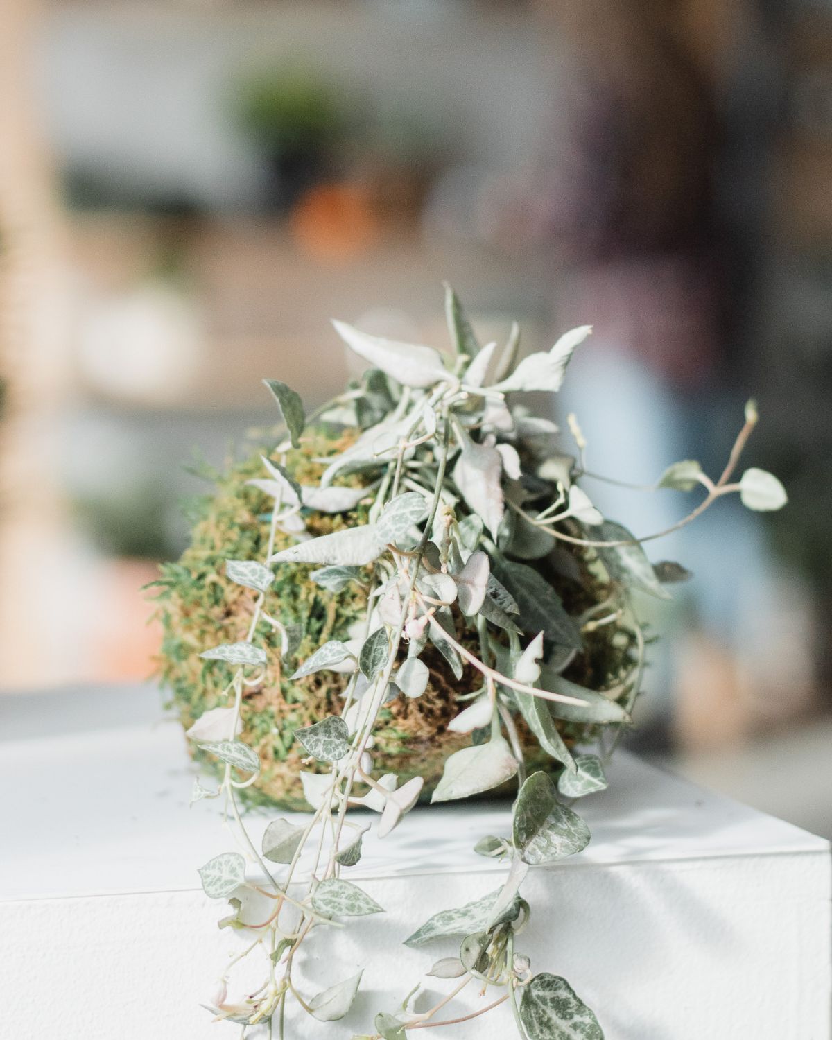 Kokedama personnnalisé