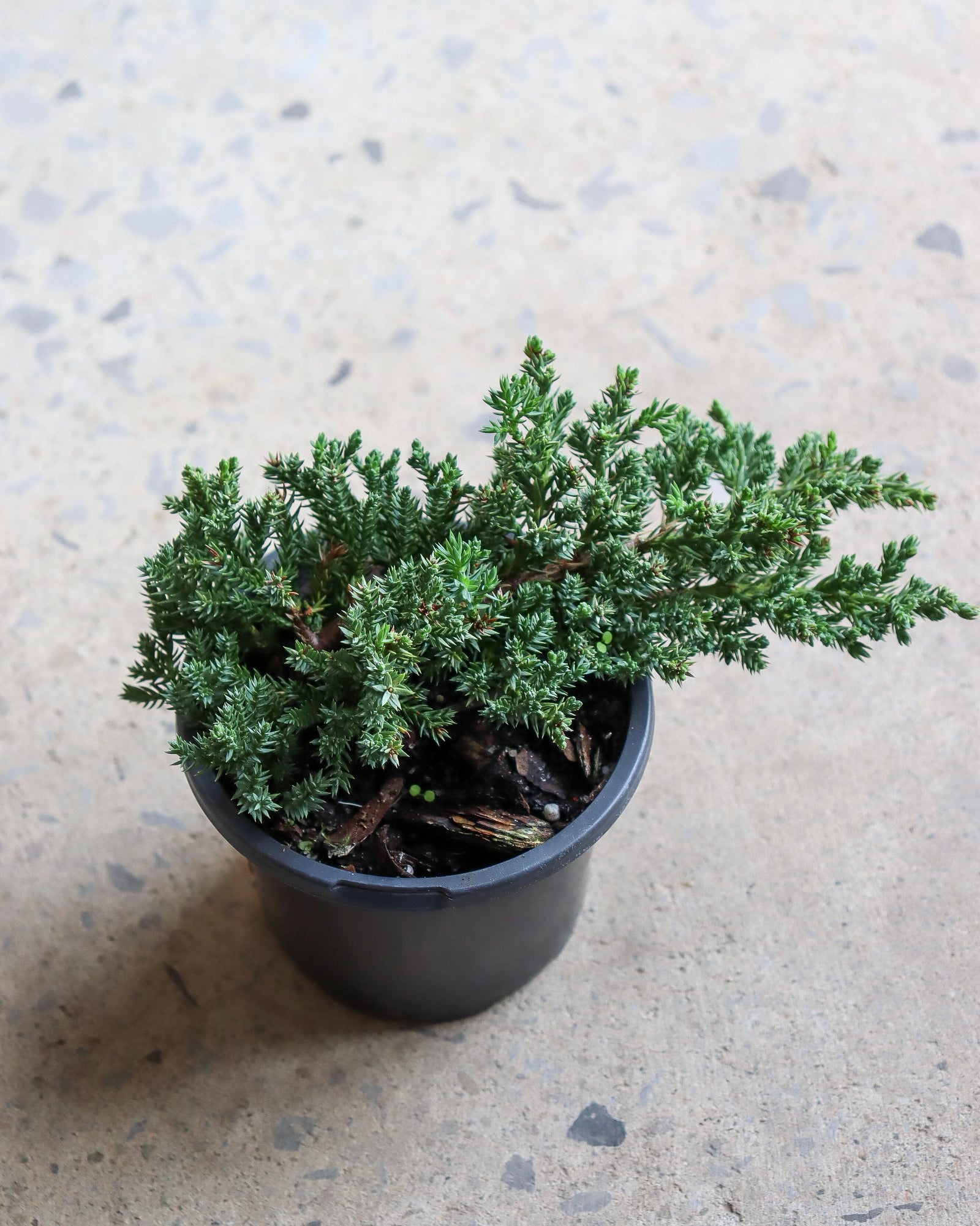 Bonsai « Juniper »