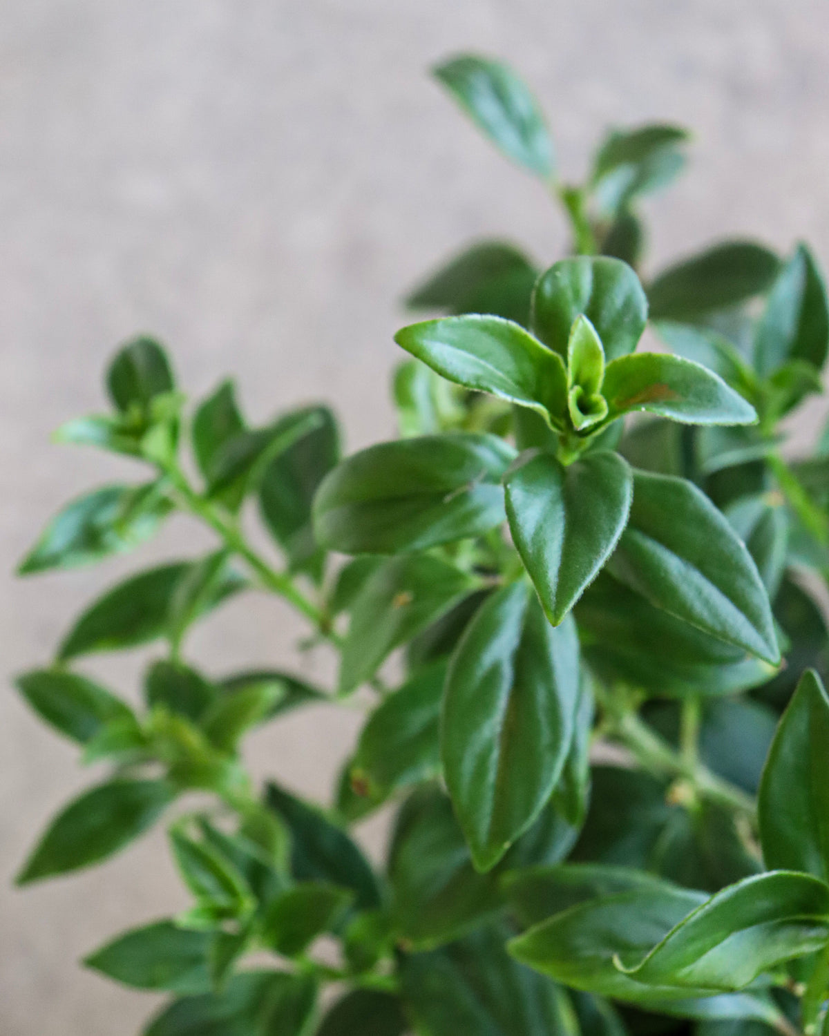 Nematanthus Tropicana