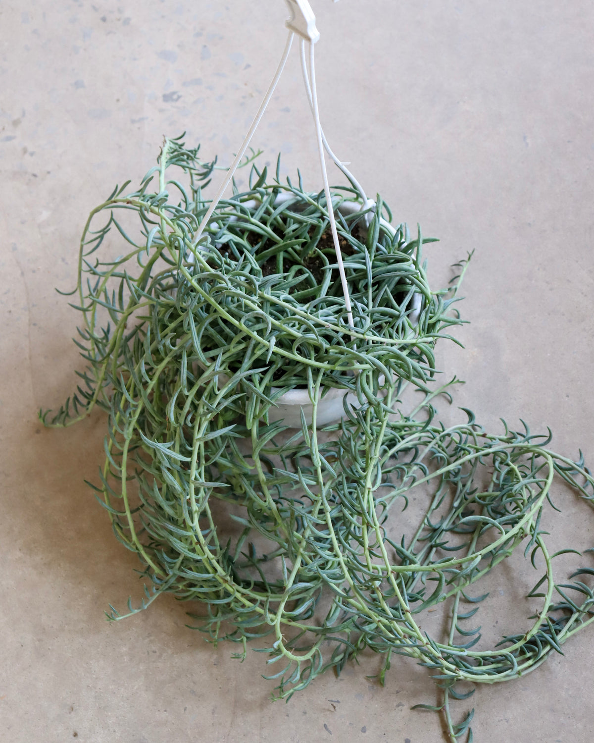 Senecio «Fish Hook»