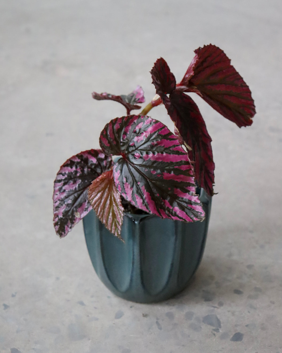 Begonia « Brevirimosa »