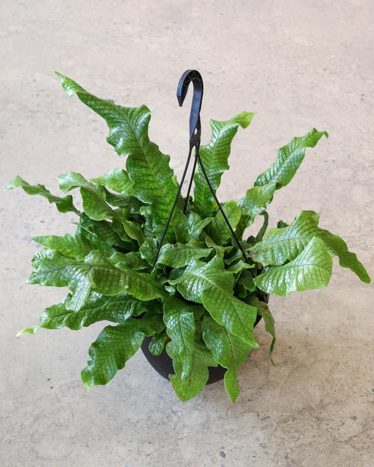 Microsorum musifolium « Fougère Crocodile »