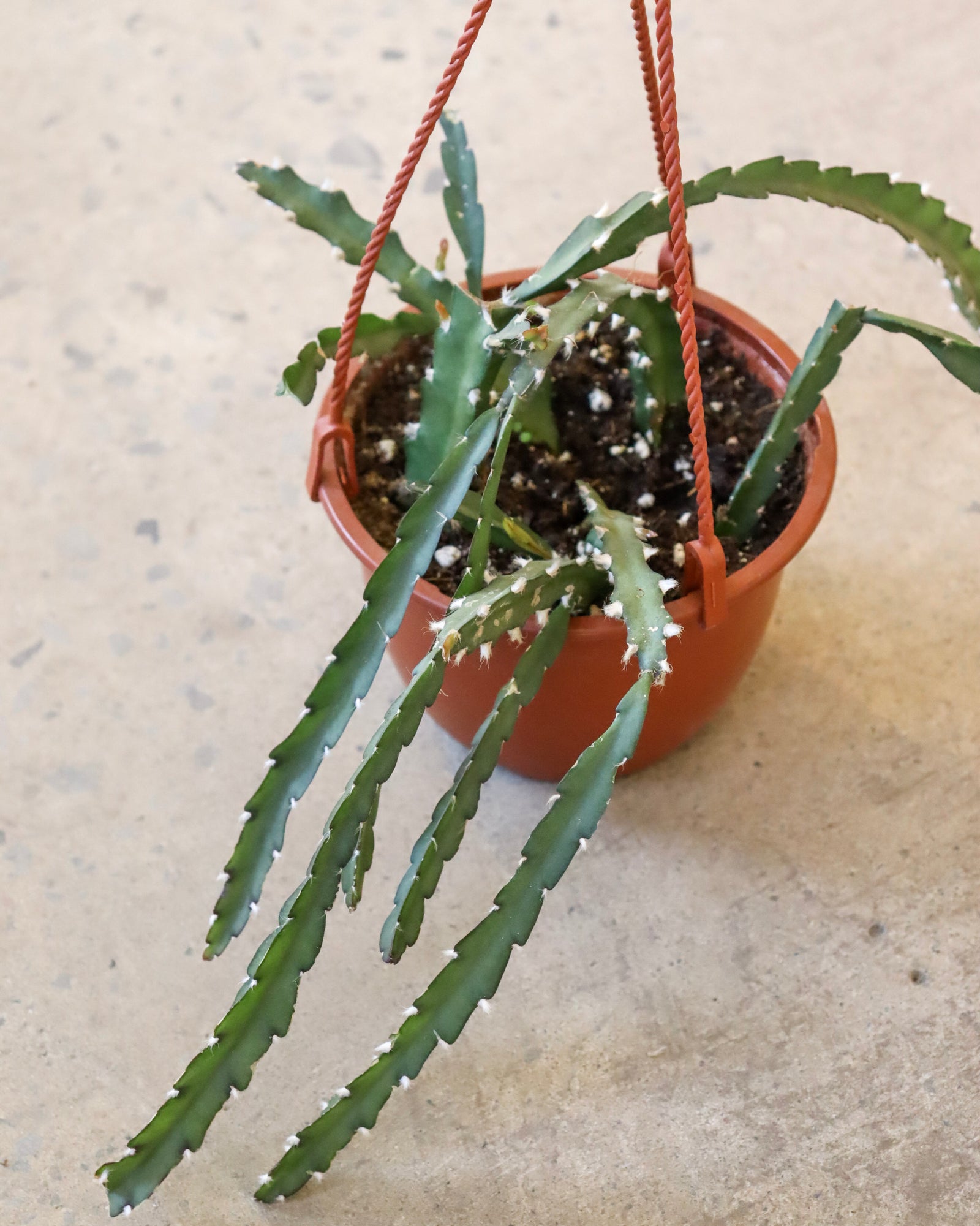 Lepismium cruciforme