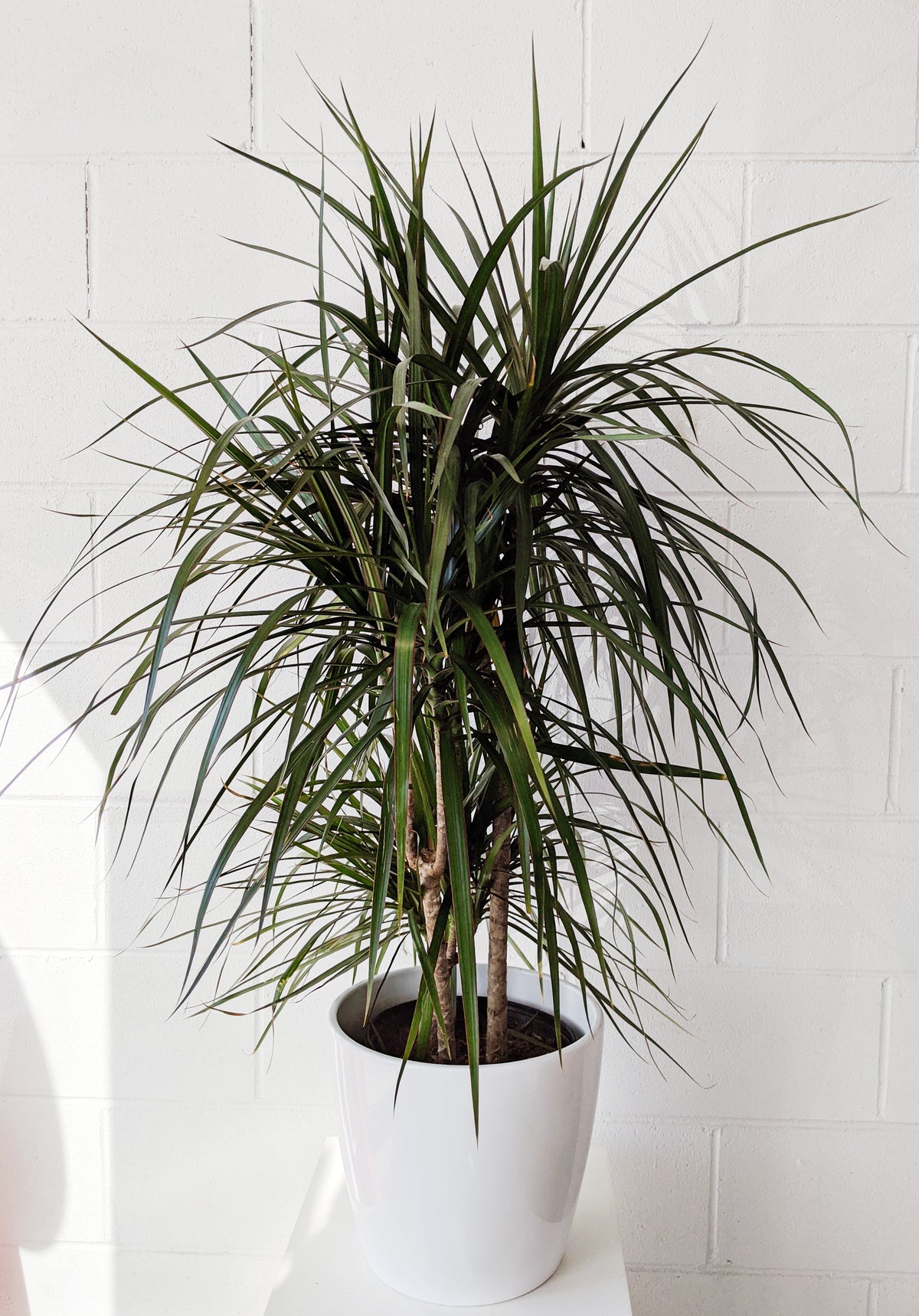 Dracaena Marginata « Cutback » 