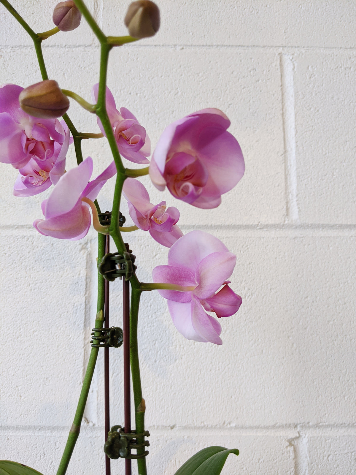 Phalaenopsis « Orchidée »