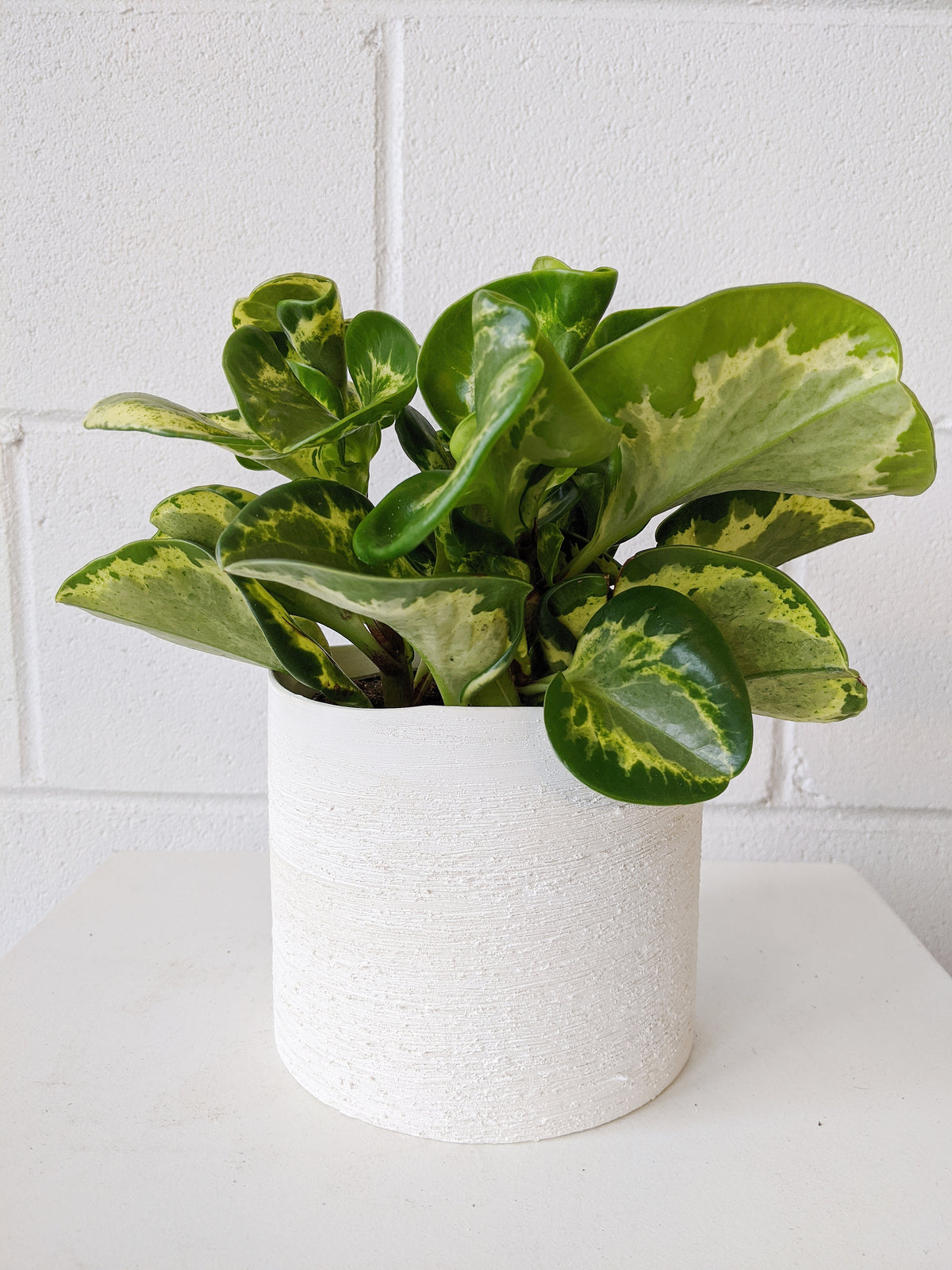 Peperomia obtusifolia « Gold » 