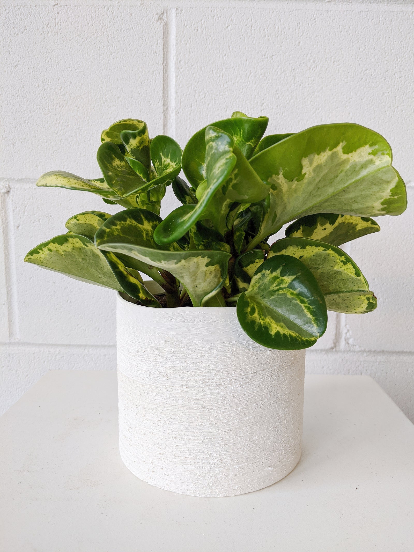Peperomia obtusifolia « Gold » 