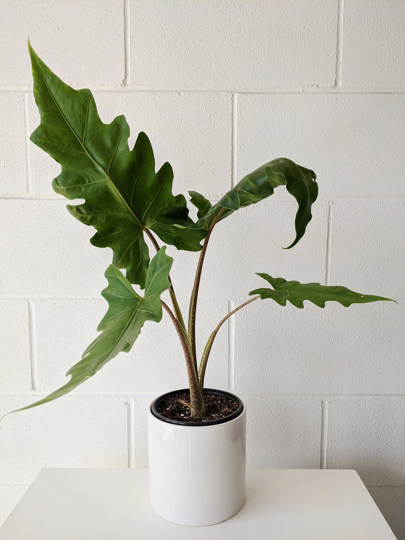 Alocasia « Boa »