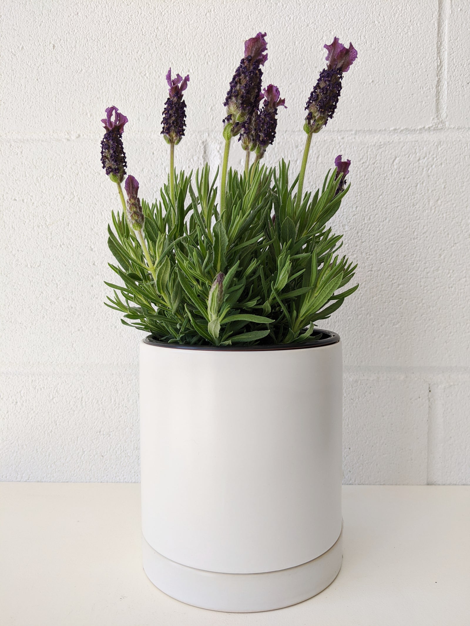 Lavandula stoechas