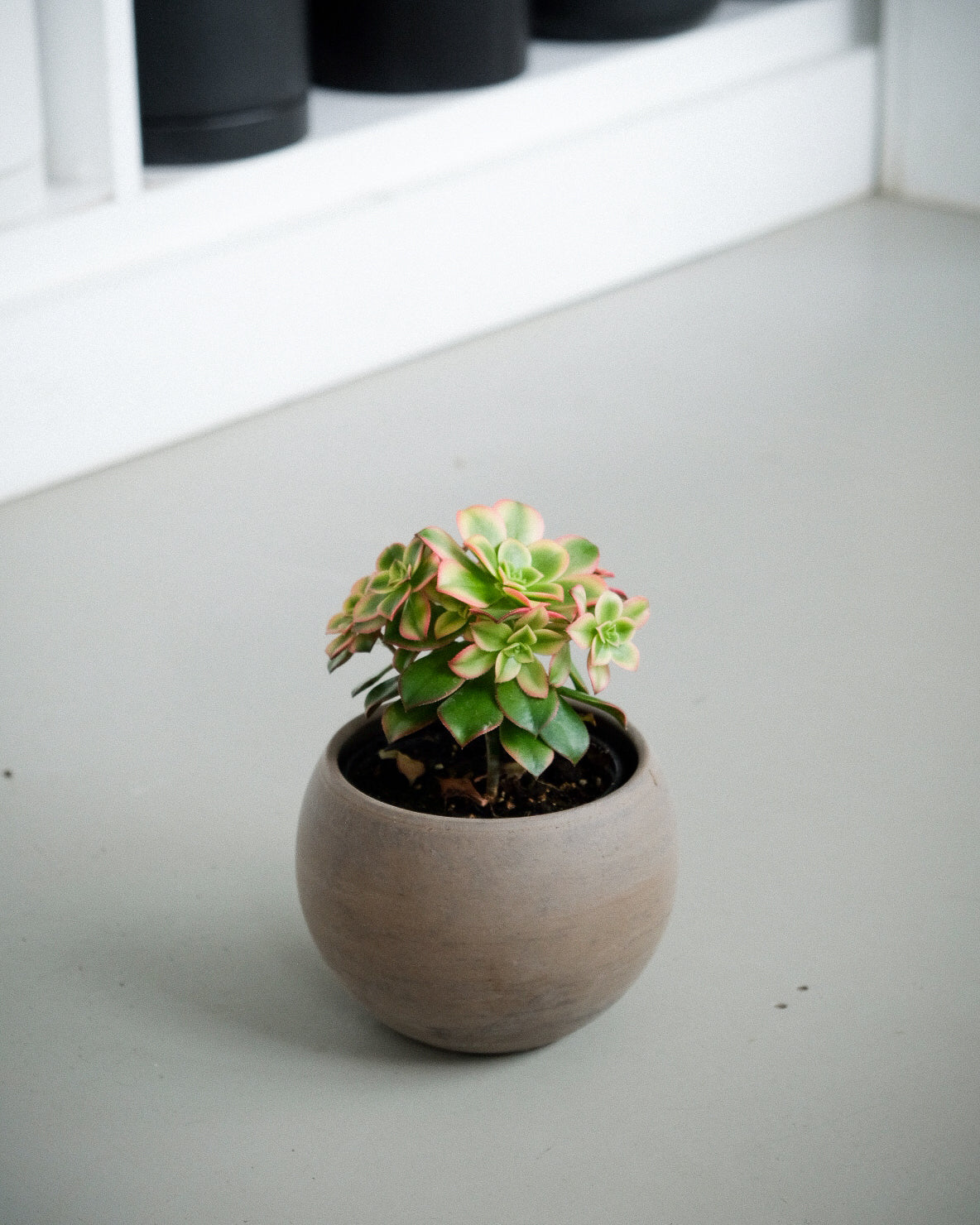 Aeonium haworthii « Kiwi »