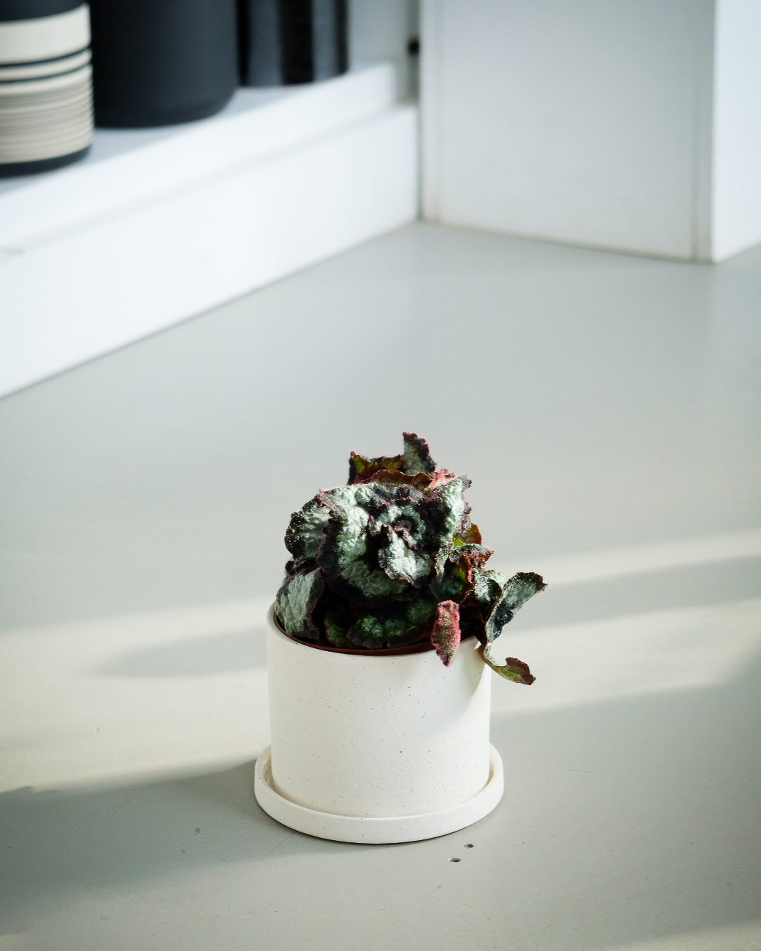 Begonia rex « Princess of Hanover »