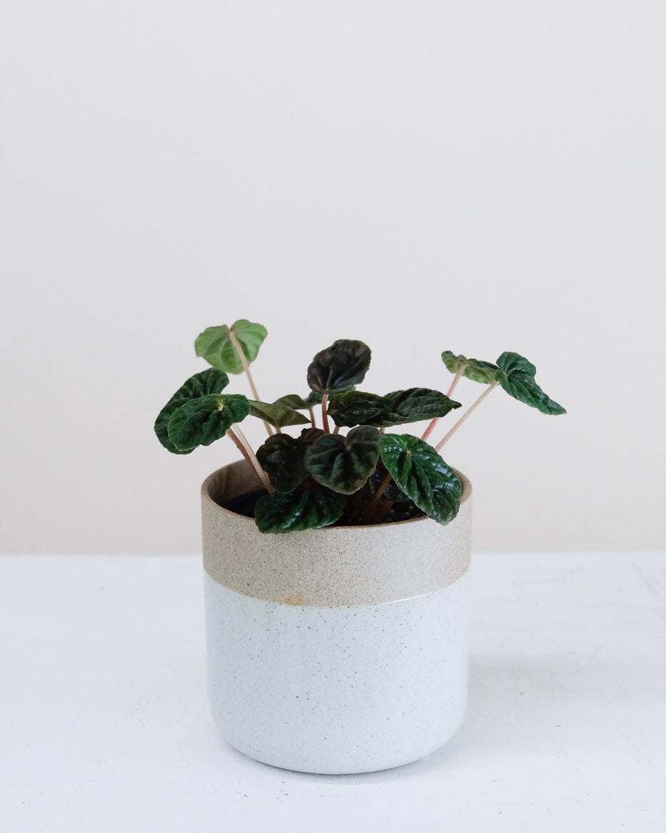Peperomia caperata « Green Ripple »