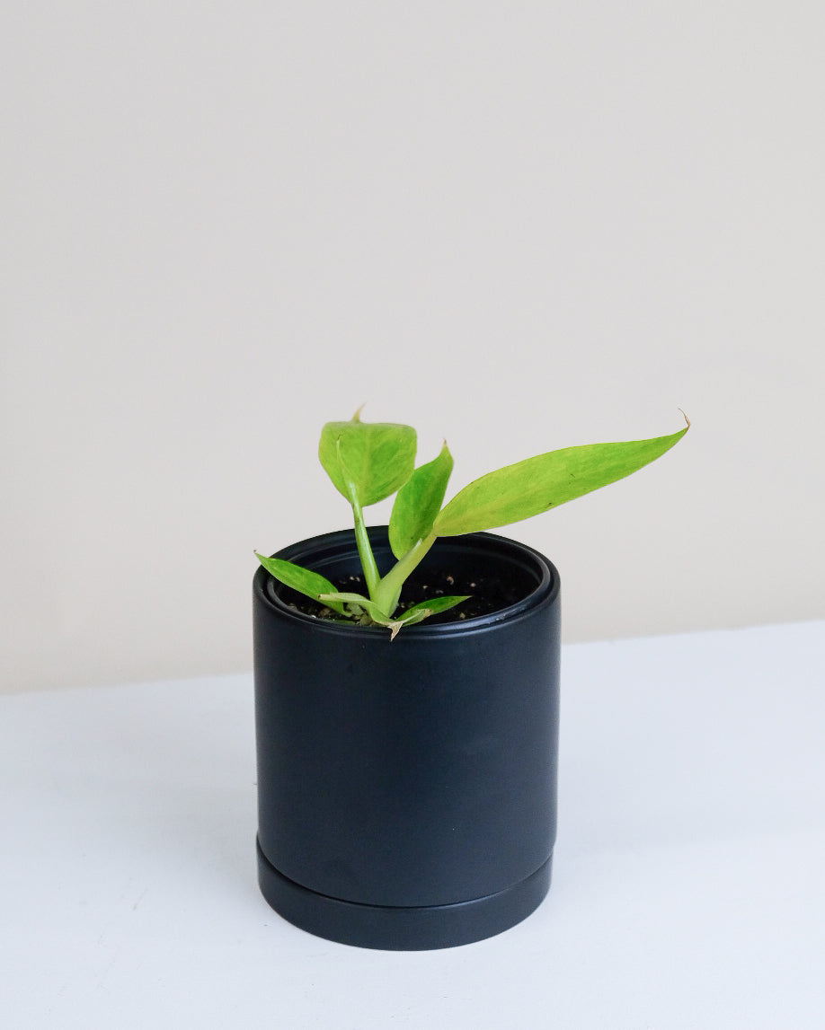 Philodendron « Painted Lady »