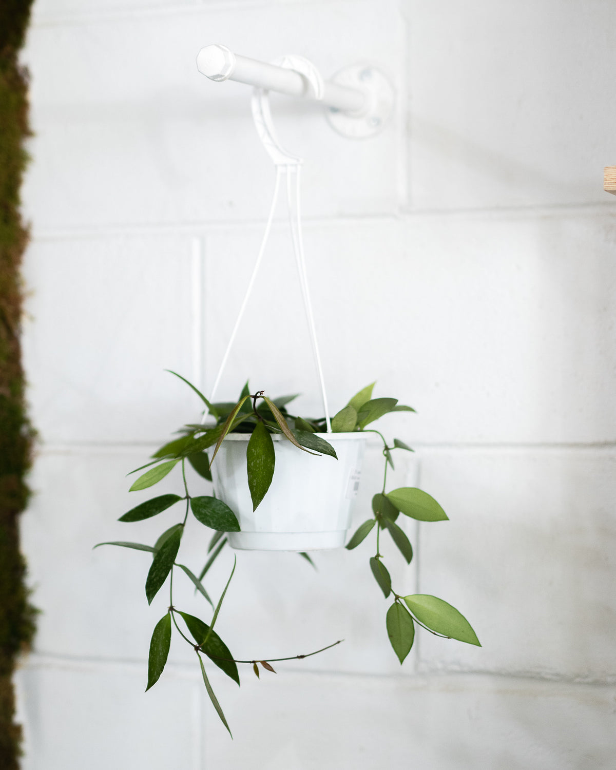 Hoya memoria Gracilis