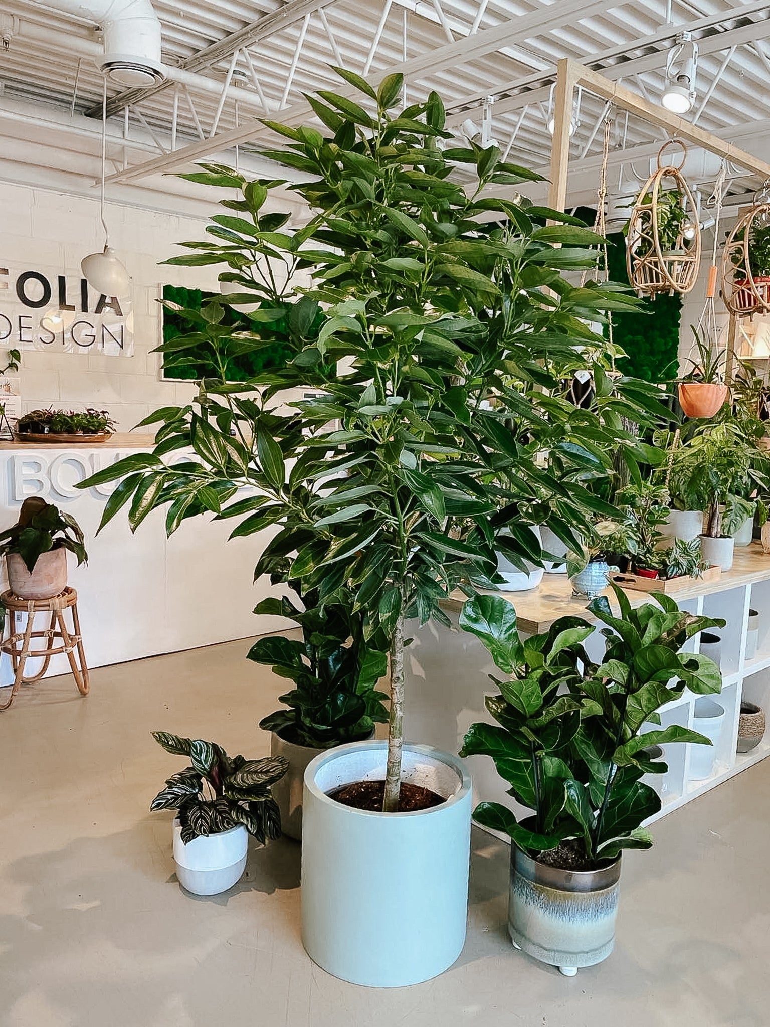 Cinnamomum verum