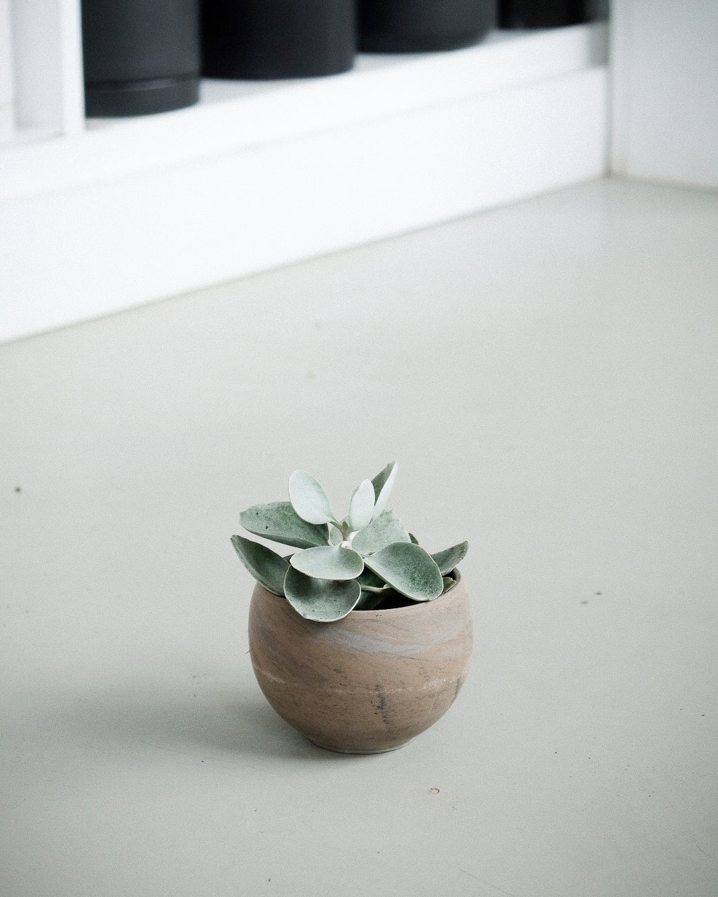 Kalanchoe bracteata