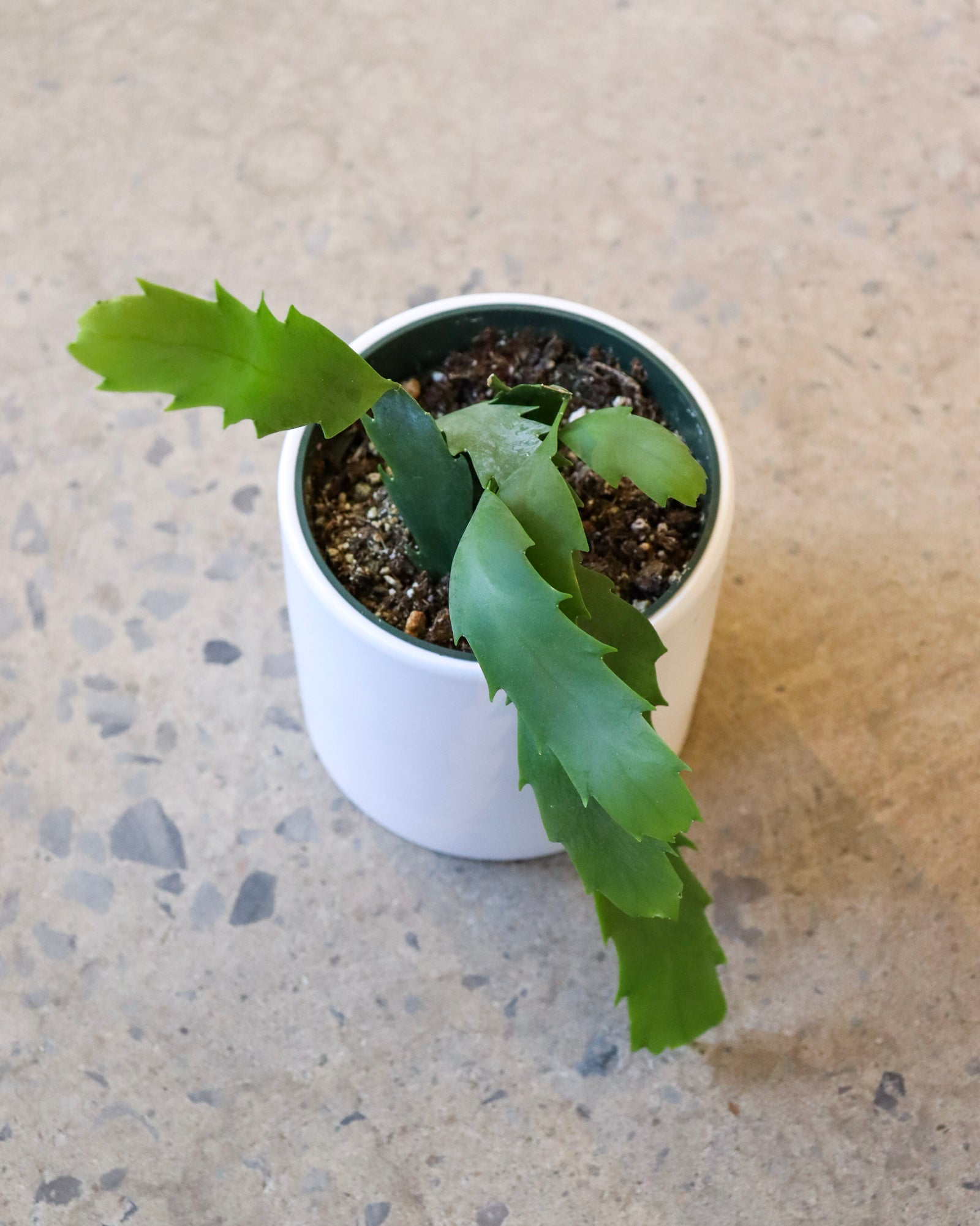 Lepismium Houlletianum
