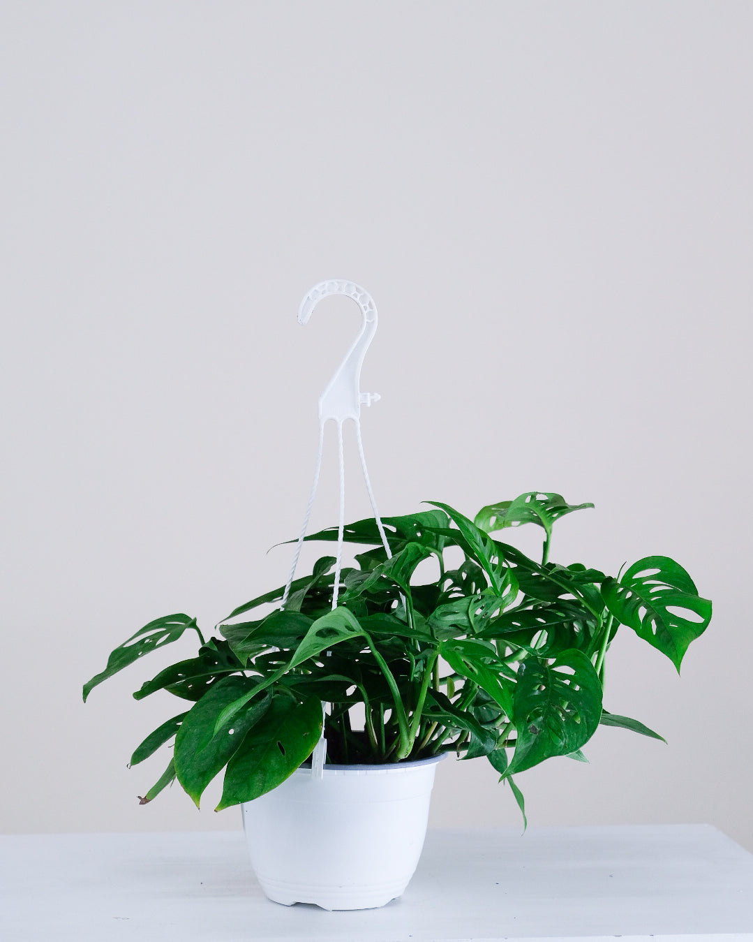 Monstera adansonii   « Narrow Form »