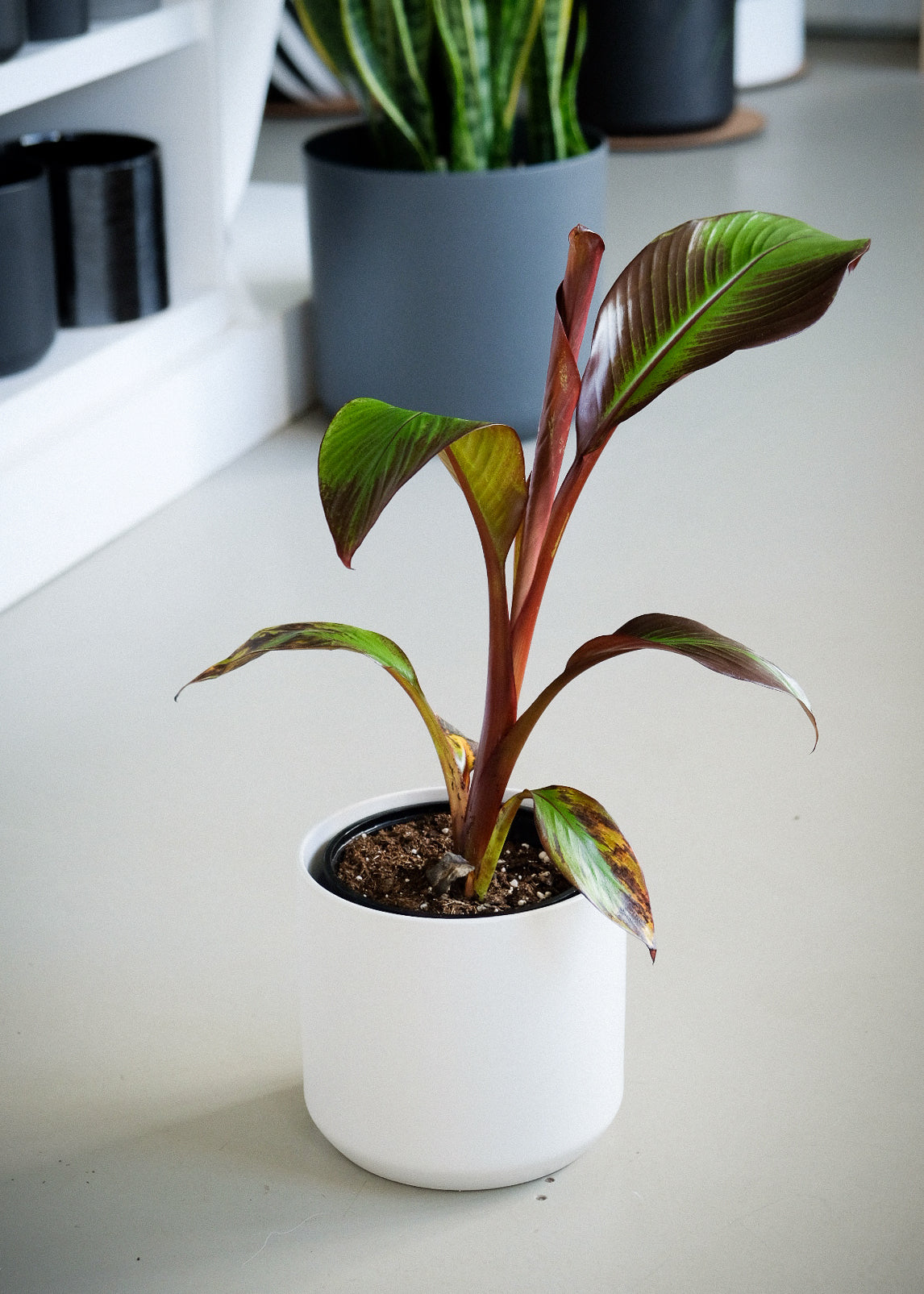 Bananier Ensete maurelii